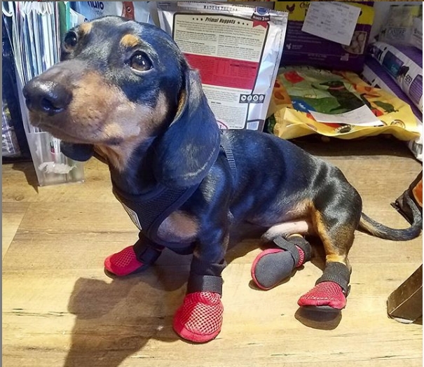Cheap dog boots for dachshunds New Arrivals