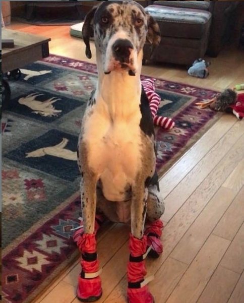 Canvas Shoes Great Dane Dog Shoes Great Dane Shoes Sale