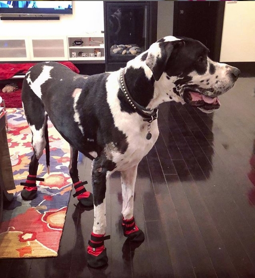 Dog boots for great danes new arrivals