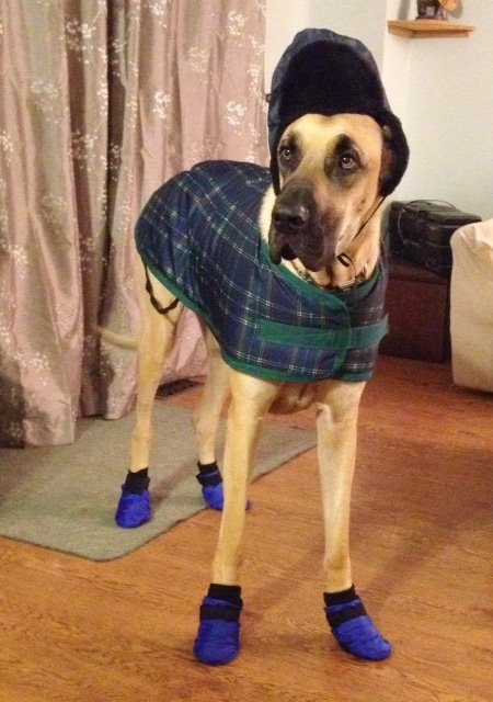 Great dane dog booties new arrivals