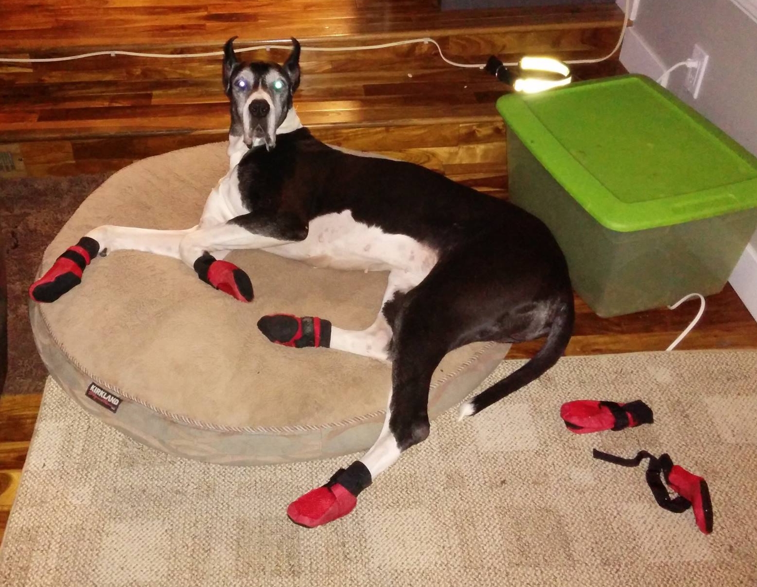 Shop great dane dog booties Store