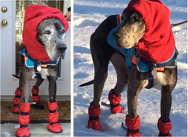 Great Dane Dog Booties Great Dane Boots Clearance