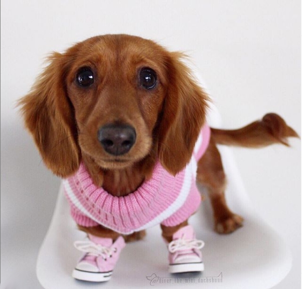 Snow Dachshund Booties Fashion Dog Shoes Winter Warm Waterproof