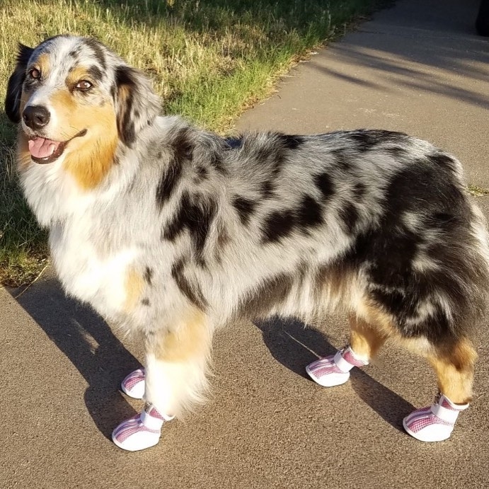 Best dog boots for heat new arrivals